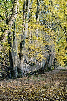 Autumn forest. Autumn in the park. Yellow and red leaves on trees in autumn. A forest road