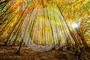 Autumn forest background - autumnal landscape