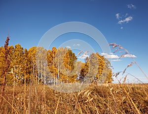 Autumn forest on a background of blue sky with white clouds