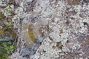 Autumn forest background: moss, blueberry, lichen