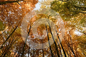 Autumn forest background. Multicolored treetops. View from directly below.