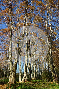 Autumn forest background. Natural environment.