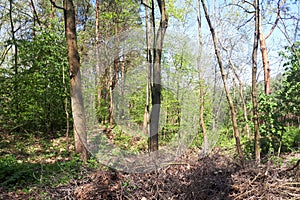 Autumn forest background. Natural environment outdoors