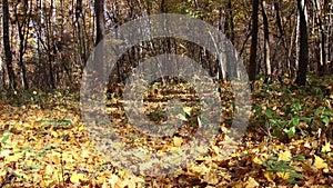 Autumn forest background on a sunny day