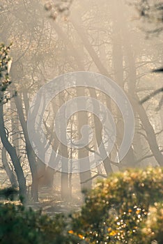 Autumn forest with bare trees and mist