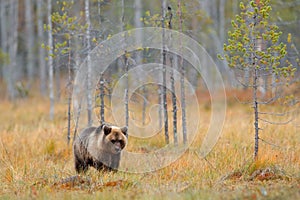 Autumn forest with bear alone cub. Beautiful lost baby brown bear walking around lake with autumn colours. Dangerous animal in nat