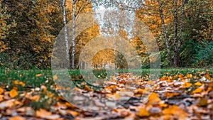 Autumn forest. Beautiful background, park in bright leaves. Road in the woods in the afternoon. Green and orange nature