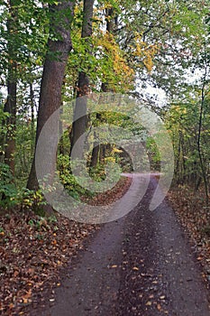 Autumn forest. Beautiful forest with country road at sunset. Colorful landscape with trees