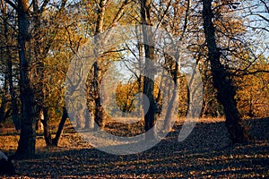 Autumn forest - beautiful wild landscape, bright sunlight and shadows at sunset, golden fallen leaves and branches, nature and