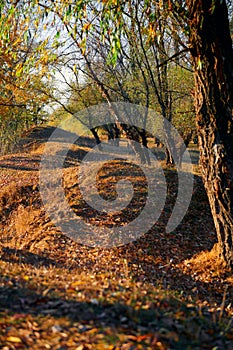 Autumn forest - beautiful wild landscape, bright sunlight and shadows at sunset, golden fallen leaves and branches, nature and