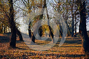 Autumn forest - beautiful wild landscape, bright sunlight and shadows at sunset, golden fallen leaves and branches, nature and