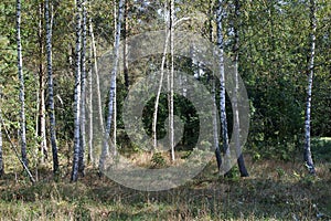 Autumn forest in Belovezhskaya Pushcha. Belarusian mixed forest.