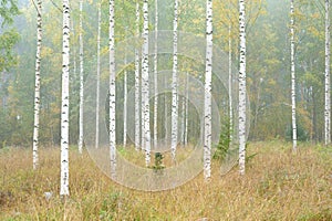 Autumn forest and birch trees