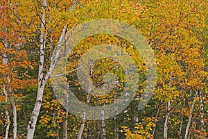 Autumn Forest of Birch Trees