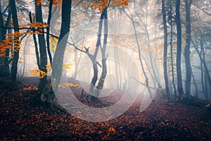 Autumn forest in blue fog. Mystical autumn trees with trail in m