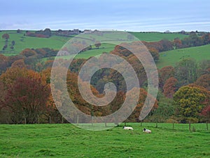 Autumn in the forest of Bowland