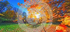 Autumn forest branch. Orange color tree, red brown oak leaves in fall city park Nature scene in sunset fog Woods in scen