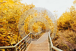 Autumn forest bridge way in scenery fall woods