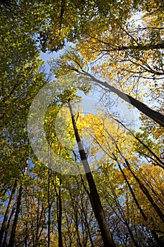 Autumn forest / bright colors of leaves / sunlight