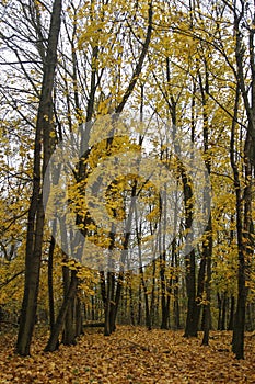 an autumn forest with bright yellow leaves