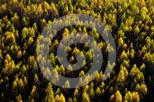 Autumn in the forest of the Carpathian mountains, Romania landscape