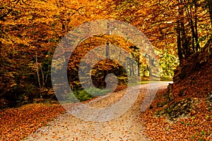 Autumn in the forest of the Carpathian mountains, Romania landscape