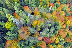 Autumn forest in the Carpathians, copter