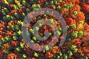 Autumn forest in the Carpathians, copter