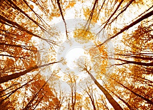 Autumn forest ceiling