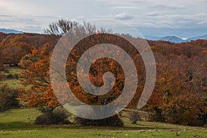 Autumn forest in the central italian apennines, Marche region photo