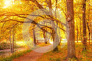 Autumn forest with century-old oak trees spreading branches on a sunny day