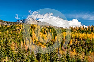 Podzimní les s barevnými jehličnatými stromy a zasněženým vrcholem na pozadí. Vysoké Tatry na Slovensku