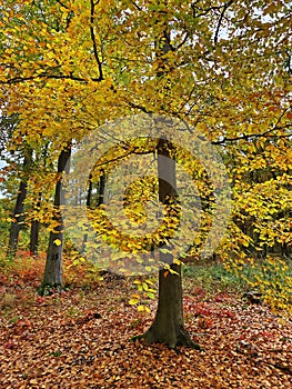 Autumn forest, colorful trees and beautiful nature.