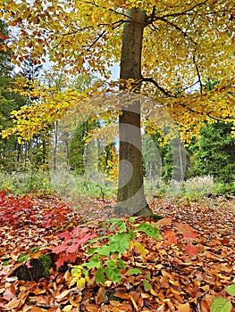 Autumn forest, colorful trees and beautiful nature.