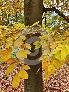 Autumn forest, colorful trees and beautiful nature.