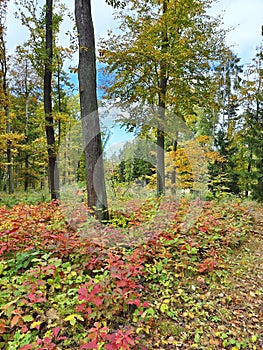 Autumn forest, colorful trees and beautiful nature.