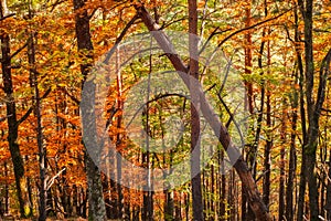 Forest of conifers and deciduous trees