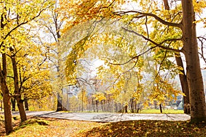 Autumn forest with country road at sunset. Colorful landscape with trees, rural road, orange and red leaves, sun in fall. Travel.