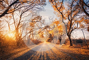 Autumn forest with country road at sunset. Trees in fall