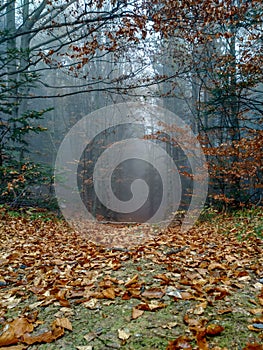 Autumn forest covered with fog