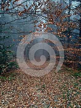 Autumn forest covered with fog