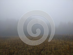 Autumn forest covered with fog