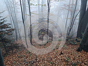 Autumn forest covered with fog