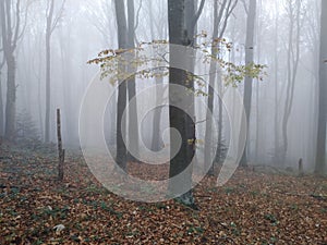 Autumn forest covered with fog