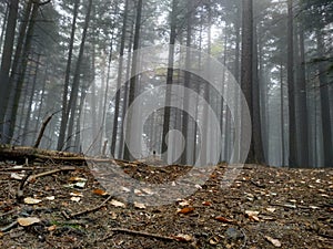 Autumn forest covered with fog