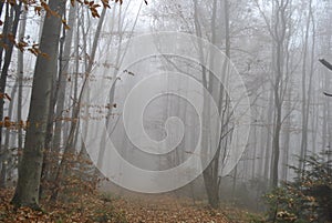 Autumn forest covered with fog