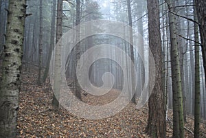 Autumn forest covered with fog
