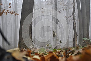 Autumn forest covered with fog