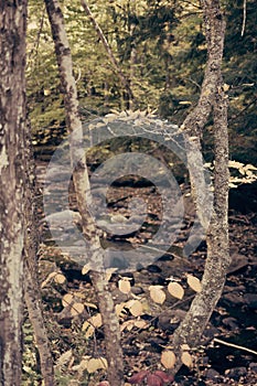 Autumn forest and creek