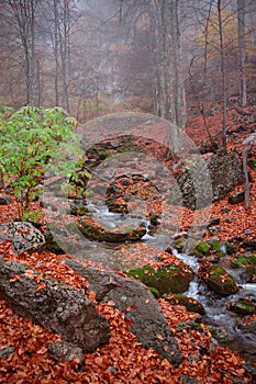 Autumn forest in Crimea mountain